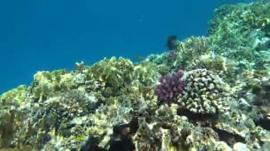 Colorful tropical fish on a coral reef, amazingly beautiful fairy world. In the coral gardens of the Red Sea.