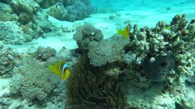 Colorful tropical fish on a coral reef, amazingly beautiful fairy world. In the coral gardens of the Red Sea.