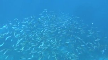 Colorful tropical fish on a coral reef, amazingly beautiful fairy world. In the coral gardens of the Red Sea.