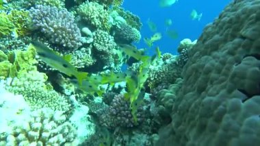 Colorful tropical fish on a coral reef, amazingly beautiful fairy world. In the coral gardens of the Red Sea.