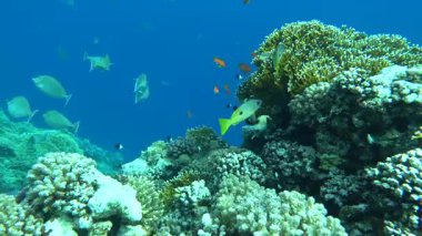 Colorful tropical fish on a coral reef, amazingly beautiful fairy world. In the coral gardens of the Red Sea.