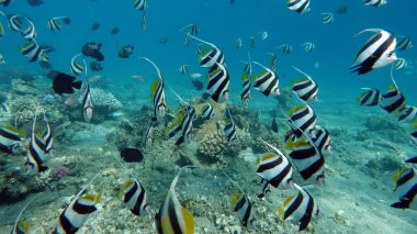 Kızıl Deniz 'in muhteşem resiflerinde yaşayan güzel, çeşitli ve ilginç balıklar. Mercan resiflerindeki renkli tropikal balıklar, inanılmaz derecede güzel peri dünyası. Kızıl Deniz 'in mercan bahçelerinde..