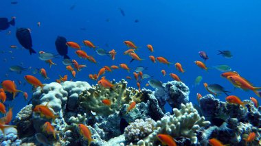Kızıl Deniz 'in muhteşem resiflerinde yaşayan güzel, çeşitli ve ilginç balıklar. Mercan resiflerindeki renkli tropikal balıklar, inanılmaz derecede güzel peri dünyası. Kızıl Deniz 'in mercan bahçelerinde..