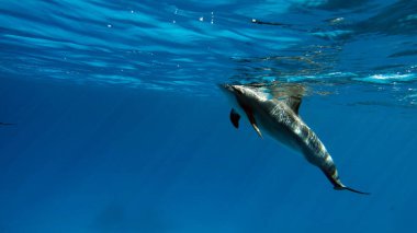 Yunuslar. Dönen yunus. Stenella longirostris, dünyanın dört bir yanındaki tropikal kıyı sularında yaşayan küçük bir yunus türü.. 