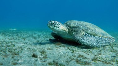 Büyük Yeşil Kaplumbağa, Yeşil Kaplumbağa tüm deniz kaplumbağalarının en büyüğüdür. Tipik bir yetişkin 1-2 metre boyunda ve 90-150 kilo ağırlığındadır..