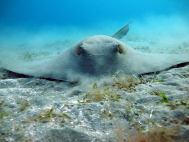 Stingray. Feathertail stingray - This stingray resembles an inverted saucer with a long tail, a distinctive feature of which is its tail with a sagging outgrowth of skin on the tail.