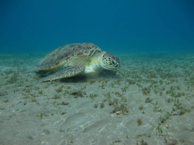 Büyük Yeşil Kaplumbağa, Yeşil Kaplumbağa tüm deniz kaplumbağalarının en büyüğüdür. Tipik bir yetişkin 1-2 metre boyunda ve 90-150 kilo ağırlığındadır..
