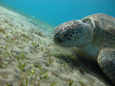 Büyük Yeşil Kaplumbağa, Yeşil Kaplumbağa tüm deniz kaplumbağalarının en büyüğüdür. Tipik bir yetişkin 1-2 metre boyunda ve 90-150 kilo ağırlığındadır..