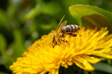 Karahindiba çiçeğinin üzerindeki arı. Sığ alan derinliğine sahip makro fotoğraf