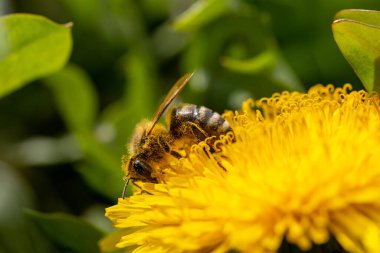 Karahindiba çiçeğinin üzerindeki arı. Sığ alan derinliğine sahip makro fotoğraf