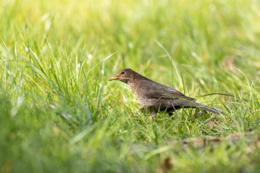 Dişi Karatavuk (Turdus merula) çimenlerde yiyecek arıyor