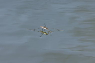 Gerris lacustris, göldeki yaygın göl patencisi olarak bilinir.