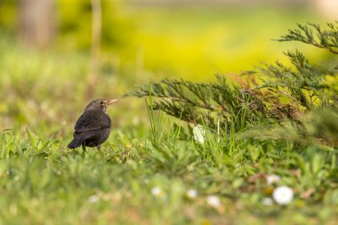 Dişi Karatavuk (Turdus merula) çimenlerde yiyecek arıyor