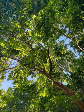 Parlak yeşil yapraklardan oluşan yoğun bir gölgelik açık mavi bir gökyüzüne karşı. Güneş ışığı, ağaçların uzun ve dayanıklı dallarının altında sakin ve ferahlatıcı bir doğal manzara yaratarak nazikçe süzülür..
