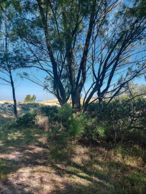 Güzel yeşil bir ağaç sahilin doğal ortamında göze çarpar. Güneş ışığı, arka planda açık mavi bir gökyüzü ile sahneyi aydınlatır. Huzur ve huzur hissi yaratır..