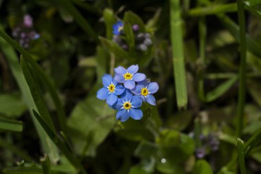 Wood Unutma-Beni-Myosotis Sylvatica