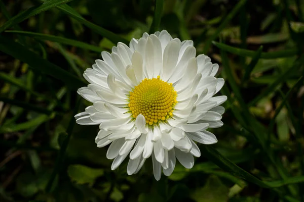 Una Colorida Flor Una Planta Llamada Daisy Bellis Perennis —  Fotos de Stock