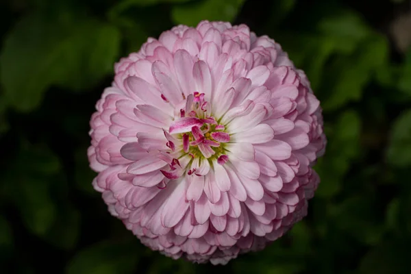 Makro güzel pembe kasımpatı. Yakın çekim.