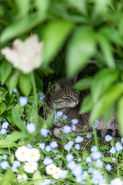 Büyük mavi gözlü, gri-beyaz, meraklı kedi yavrusu bir çiçek tarlasında bir sürü parlak pembe çiçeğin arasında oturuyor. Ön planda pençeleri olan beyaz pençe. Kedinin çocukluğu, güzel kartlar, doğanın ahengi.
