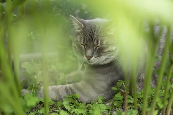 Büyük mavi gözlü, gri-beyaz, meraklı kedi yavrusu bir çiçek tarlasında bir sürü parlak pembe çiçeğin arasında oturuyor. Ön planda pençeleri olan beyaz pençe. Kedinin çocukluğu, güzel kartlar, doğanın ahengi.