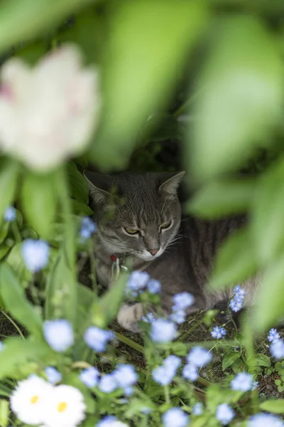 Büyük mavi gözlü, gri-beyaz, meraklı kedi yavrusu bir çiçek tarlasında bir sürü parlak pembe çiçeğin arasında oturuyor. Ön planda pençeleri olan beyaz pençe. Kedinin çocukluğu, güzel kartlar, doğanın ahengi.