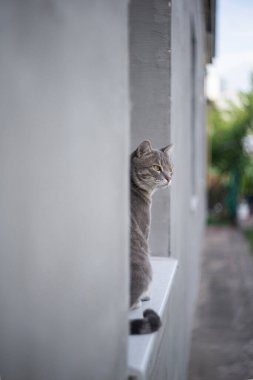 Güzel Gri kedi açık