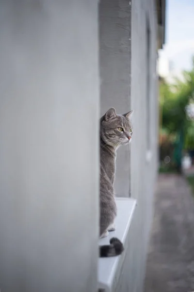 Krásná Šedá Kočka Venkovní — Stock fotografie