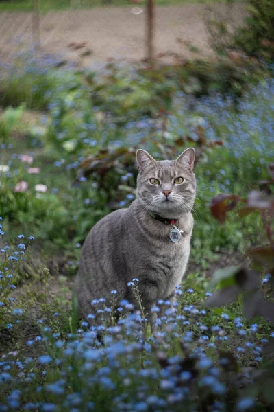 Gray Curious Cute Kitten Big Blue Eyes Sits Flower Bed — Stock Photo, Image