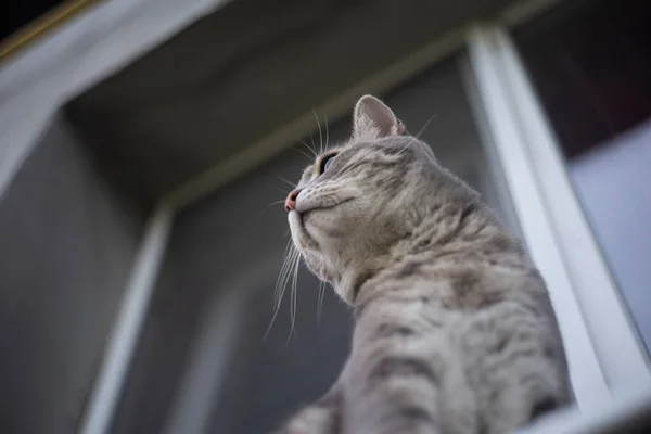 Beautiful Grey Cat Outdoor — Stock Photo, Image