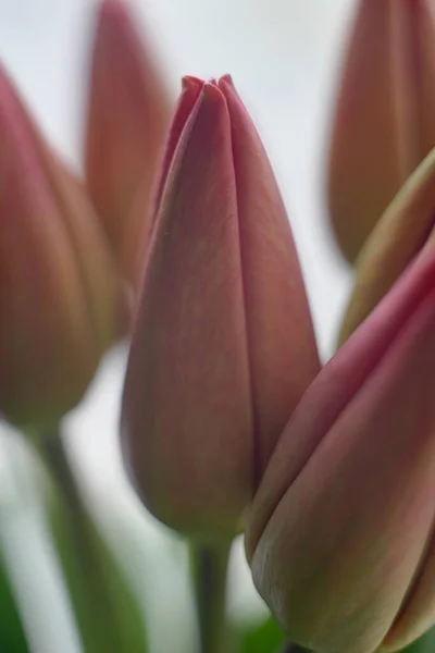 Fechar Foto Uma Tulipa Fechada — Fotografia de Stock
