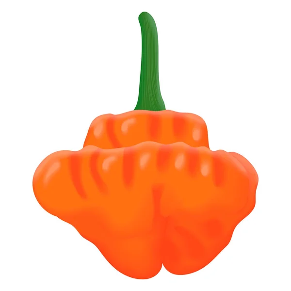 Oranžová Paprika Kapoty Capsicum Chinense Horký Chilli Pepř Čerstvá Organická — Stockový vektor