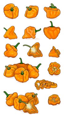 Tam, yarım, çeyrek dilimler ve sarı İskoç şapkası biberiyle hazırlanmış. Capsicum chinense. Acı kırmızı biber. Sebzeler. Çizgi film tarzı. Vektör illüstrasyonu beyaz arkaplanda izole edildi.