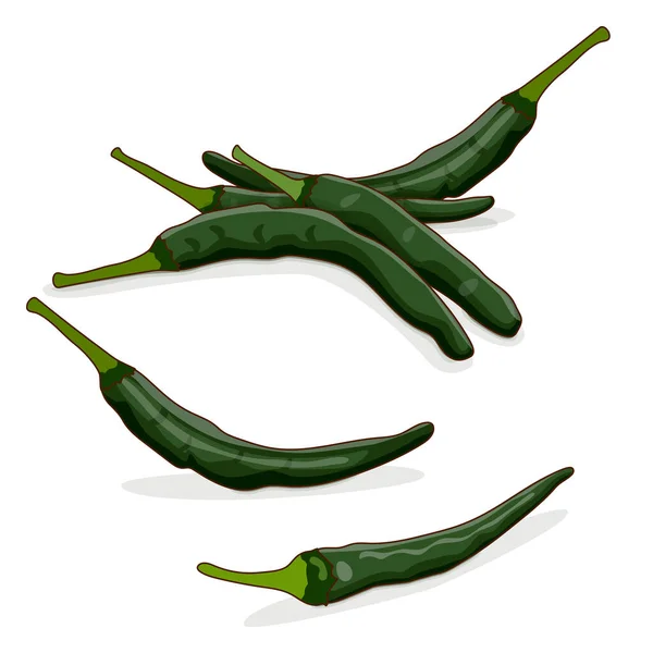 Group Pasilla Bajio Chilaca Chili Pepper Chile Negro Mexican Negro — Stock Vector