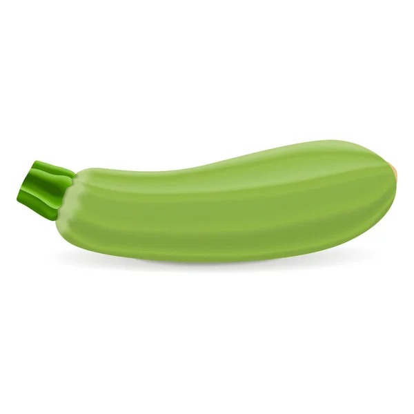 Lebanese Zucchini Green Courgette Courgette Marrow Summer Squash Cucurbita Pepo — Stock Vector