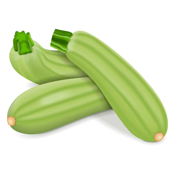 Group Lebanese Zucchini Green Courgette Courgette Marrow Summer Squash Cucurbita — Stock Vector