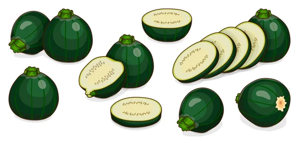 Set Zucchini Eight Ball Squash Cue Ball Squash Courgette Marrow — Stock Vector