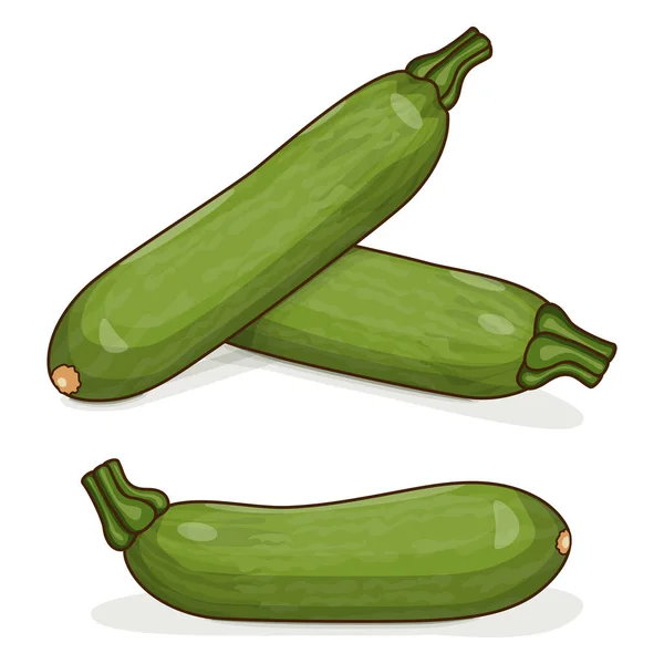 Gruppe Von Aehobak Oder Koreanischer Zucchini Oder Koreanischer Zucchini Sommerkürbis — Stockvektor
