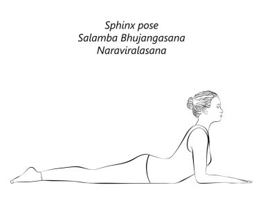 Yoga yapan, Sfenks pozu veren genç bir kadının çizimi. Salamba Bhujangasana. Naraviralasana. Geriye doğru. Eğik ve Geri Bükük. Acemi. İzole vektör illüstrasyonu.