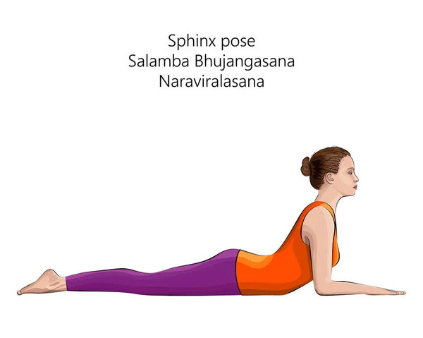Junge Frau Praktiziert Yoga Übungen Macht Sphinx Pose Salamba Bhujangasana — Stockvektor