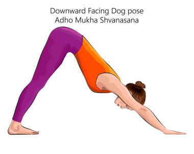 Yoga egzersizi yapan genç bir kadın. Aşağı bakan köpek pozu veriyor. Adho Mukha Shvanasana. Kol Bacağı Desteği ve Eğil. Acemi. İzole vektör illüstrasyonu.