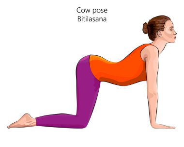 Genç bir kadın yoga egzersizi yapıyor, inek pozu veriyor ya da köpek pozu veriyor. Bitilasana. Kol Bacağı Desteği ve Arka Büküm. Acemi. İzole vektör illüstrasyonu.