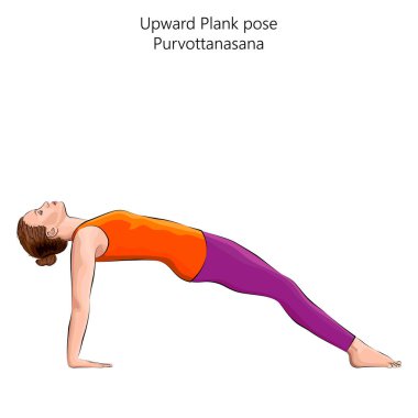 Yoga egzersizi yapan genç bir kadın, Upward Plank ya da Reverse Plank yapıyor. Yükseltilmiş uçak duruşu. Purvottanasana. Kol Bacağı Desteği ve Arka Büküm. Acemi. İzole vektör illüstrasyonu.