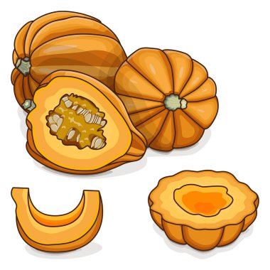Tam ve doğranmış altın palamut kabağı ya da bal ayısı kabağı. Tuffy kabağı. Kış balkabağı. Cucurbita pepo. Meyve ve sebze. Tırman. İzole vektör illüstrasyonu.