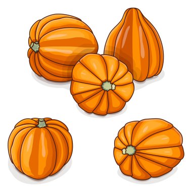 Bir grup altın palamut kabağı ya da bal ayısı kabağı. Tuffy kabağı. Kış balkabağı. Cucurbita pepo. Meyve ve sebze. Tırman. İzole vektör illüstrasyonu.