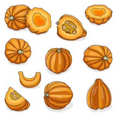 Altın palamut kabağı ya da bal ayısı kabağı seti. Tuffy kabağı. Kış balkabağı. Cucurbita pepo. Meyve ve sebze. Tırman. İzole vektör illüstrasyonu.