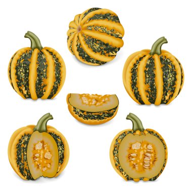 Tam, yarım, çeyreklik ve Amerikan Tonda balkabağı ya da Americana Tonda kabağıyla ayarlanmış. Kış balkabağı. Cucurbita pepo. Meyve ve sebze. İzole vektör illüstrasyonu.