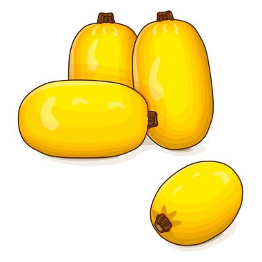 Bir grup Orangetti Spagetti Kabağı. Kış balkabağı. Cucurbita pepo. Meyve ve sebze. Tırman. İzole vektör illüstrasyonu.