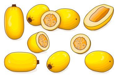 Orangetti Spagetti Kabağı seti. Kış balkabağı. Cucurbita pepo. Meyve ve sebze. Tırman. İzole vektör illüstrasyonu.