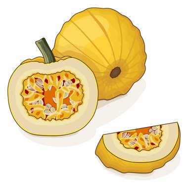 Tam ve doğranmış Mellow Yellow Pumpkin. Kış balkabağı. Cucurbita pepo. Sebzeler. Tırman. İzole vektör illüstrasyonu.