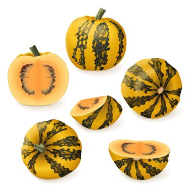 Bir set Styrian yağı kabağı. Kış balkabağı. Cucurbita pepo. - Var. Styriaca. Meyve ve sebze. İzole vektör illüstrasyonu.